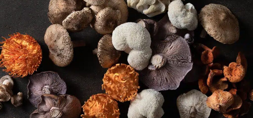 inspired-life-cbd-blog-post-medicinal mushrooms beginners guide